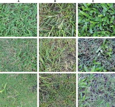 Evaluation of convolutional neural networks for herbicide susceptibility-based weed detection in turf